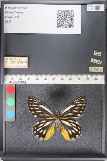 Media type: image;   Entomology 131776